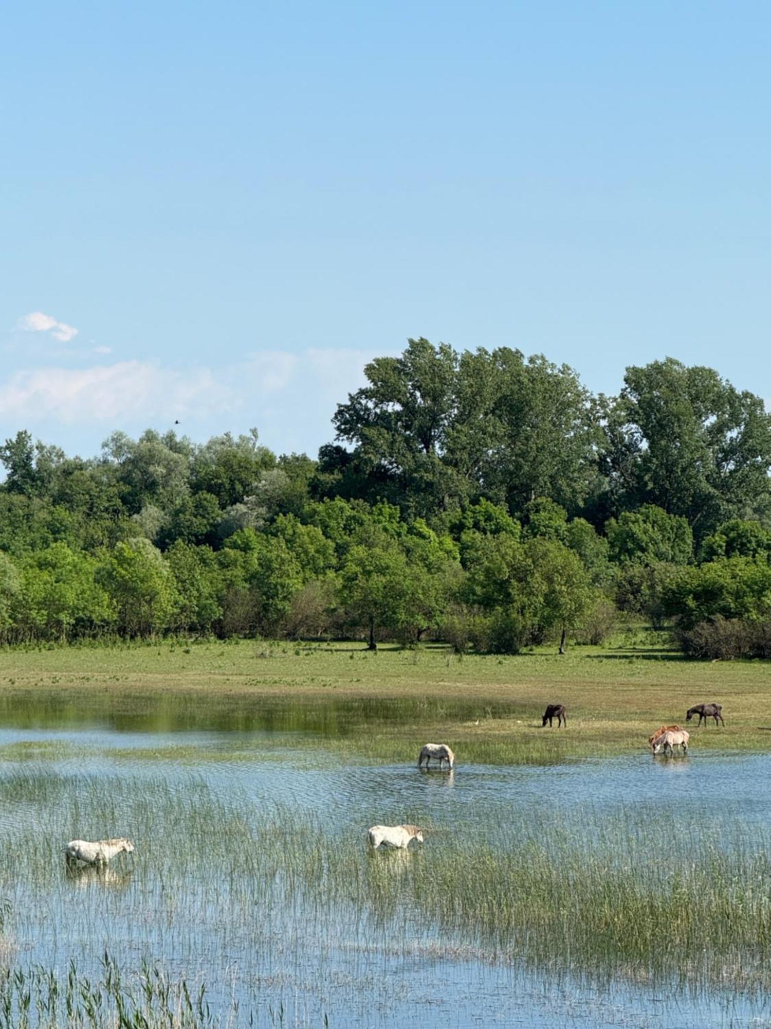 Lake Skadar Paradise Dodosi ภายนอก รูปภาพ