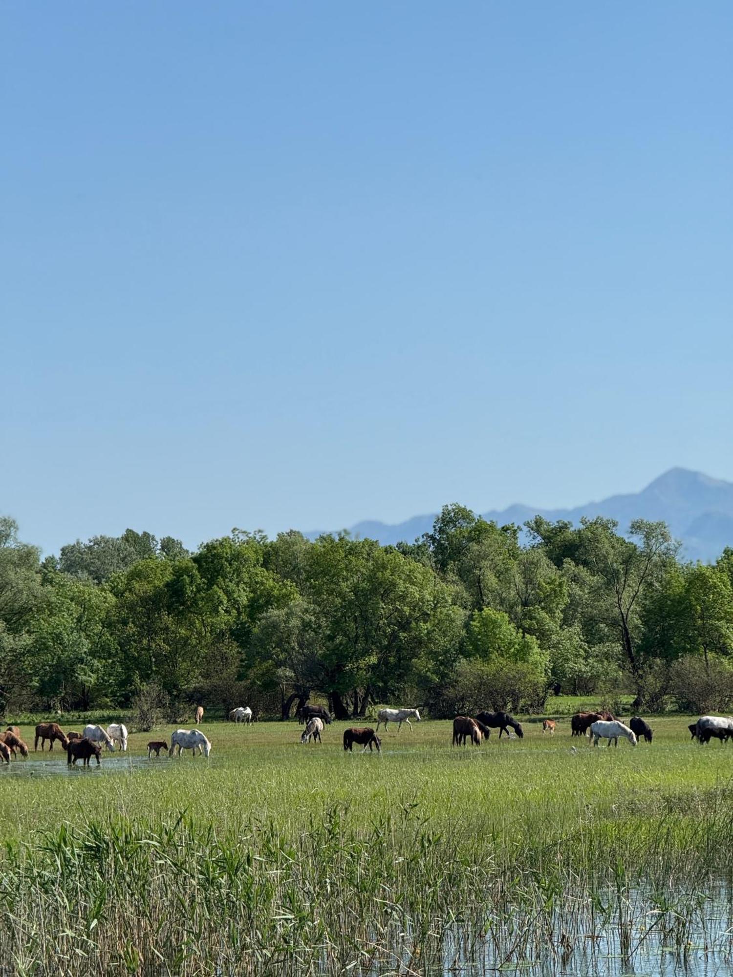 Lake Skadar Paradise Dodosi ภายนอก รูปภาพ